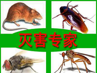 怎樣預防老鼠？